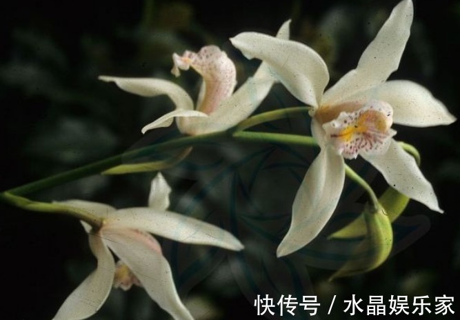 幽香#此花幽香淡雅,且风姿绰约以高洁清雅而著称,寓意为深深情意