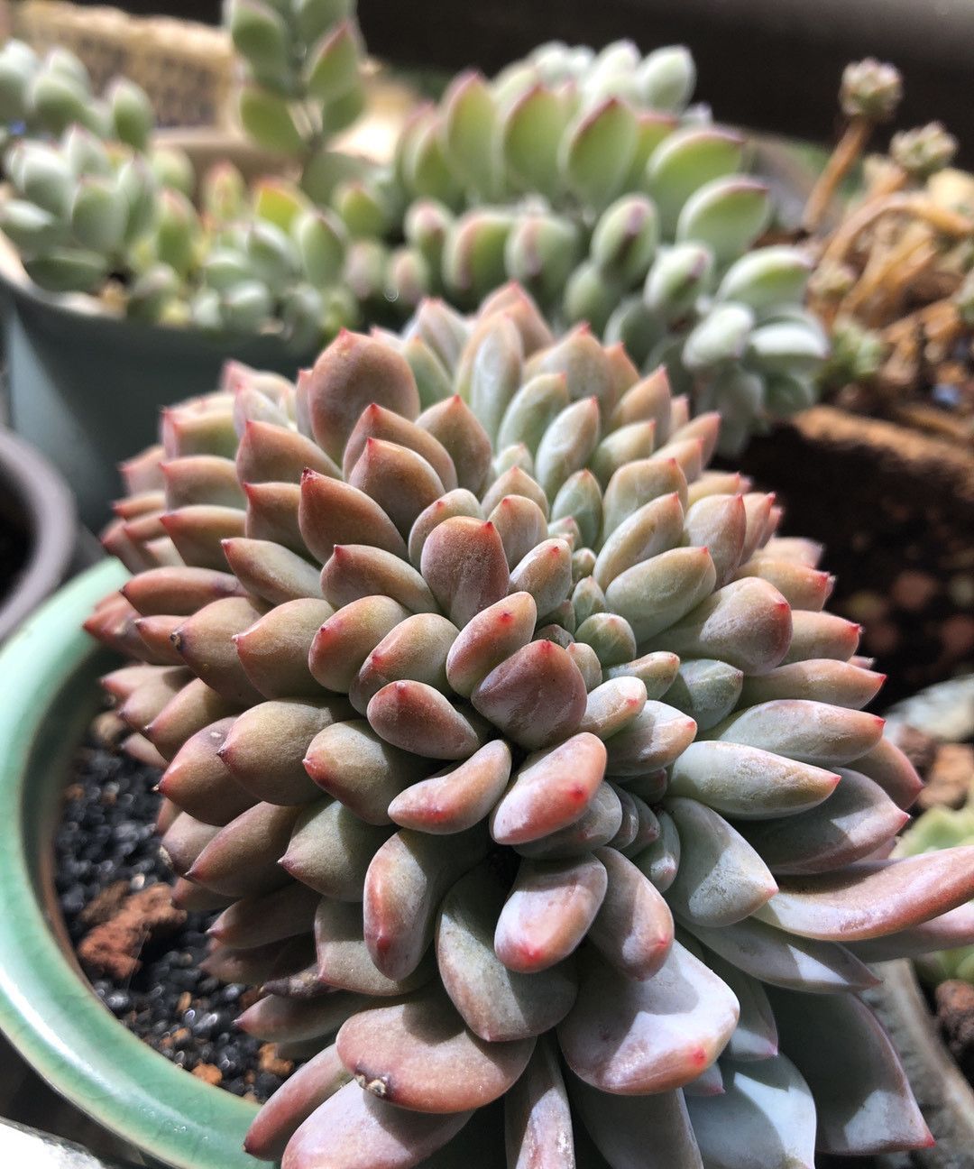 跌落神坛的“三多肉”,恰如仙子临凡尘,现沦为“普货”仍受宠爱