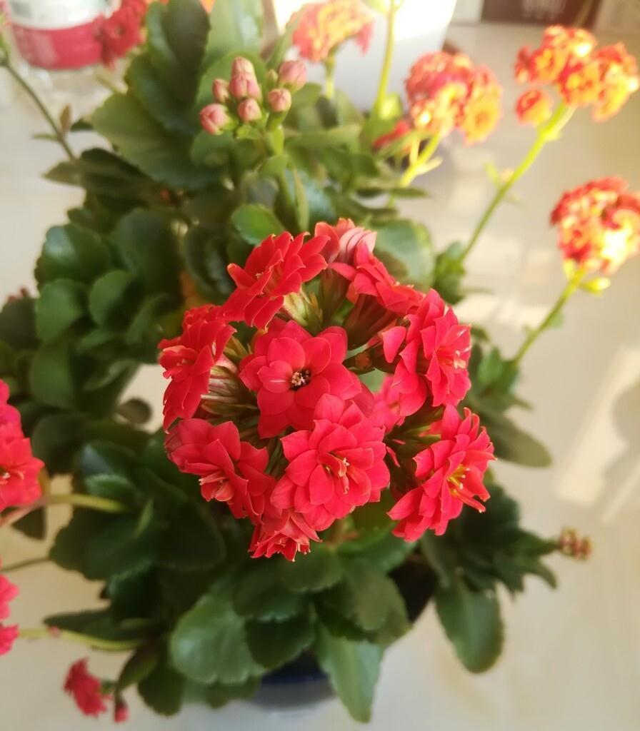 养不活花的人,建议养这“5种花”,好养好看又实用