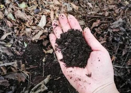  植物|想要酸性土养花该怎么弄兑点它们，喜酸植物不再黄叶掉花苞