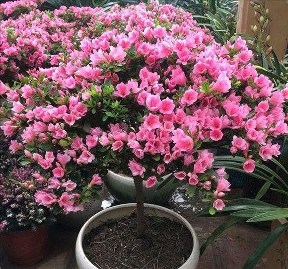 7种漂亮花,都是“醋罐子”,每月喝一碗,黄叶消失,花满枝头