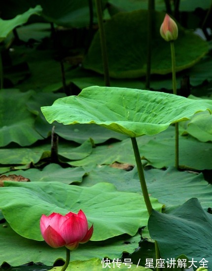 属相兔|8月上旬，运势上上签，4属相横财连发，日子红火，顺心如意