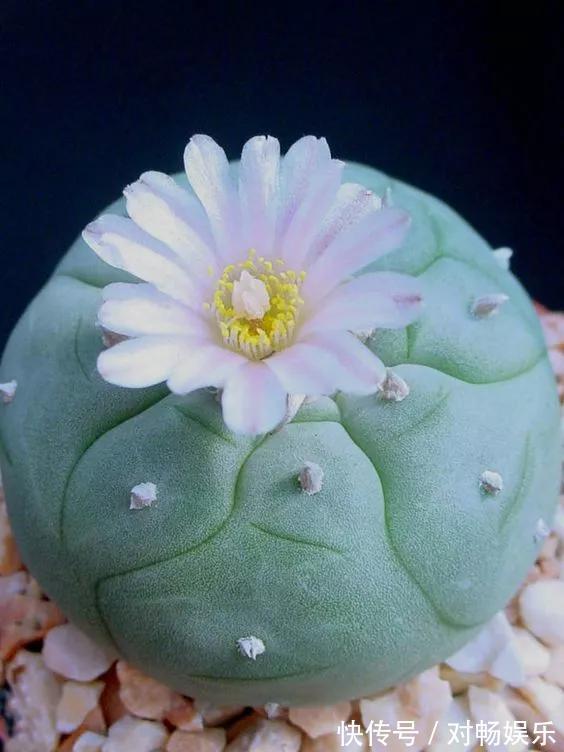 世界上最贵的花，一盆就是一座房子！看过的贵气满满