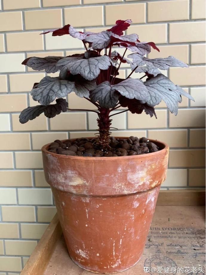 虎皮兰,红掌,吊兰养成老桩，变成大树，真壮观