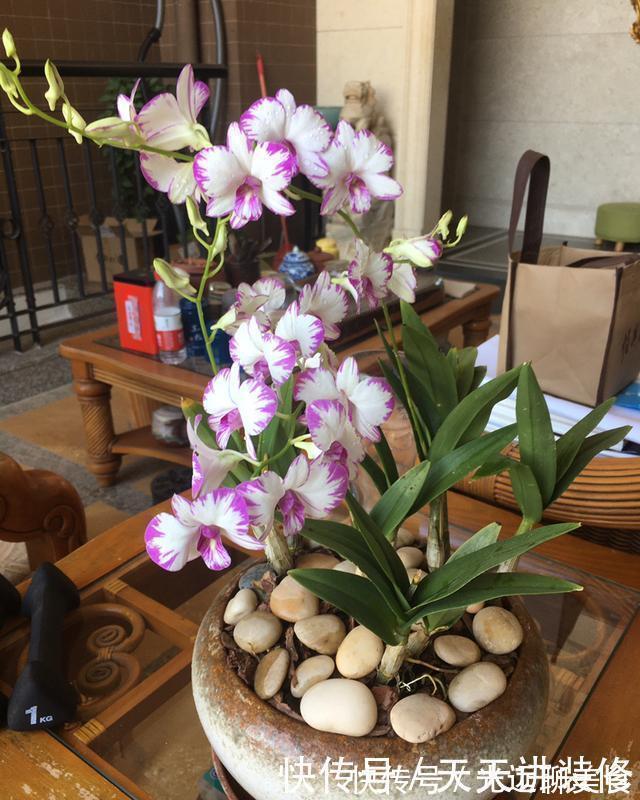 13种耐阴花卉，光照不足也能生长旺盛，开花茂密