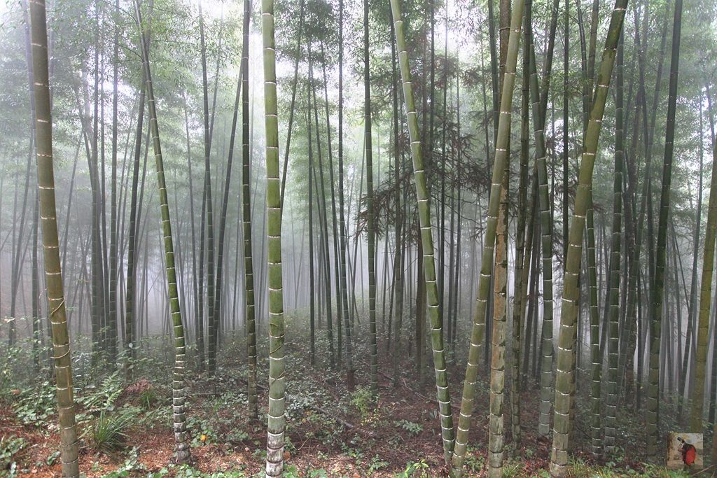 顺昌|自驾顺昌遇见秋的美丽，扯几许浪漫与精彩