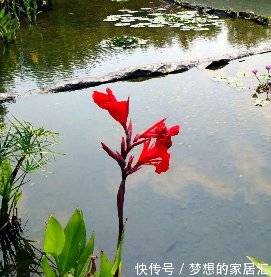 10种花太能喝水,一天一瓢水,7天爆满缸