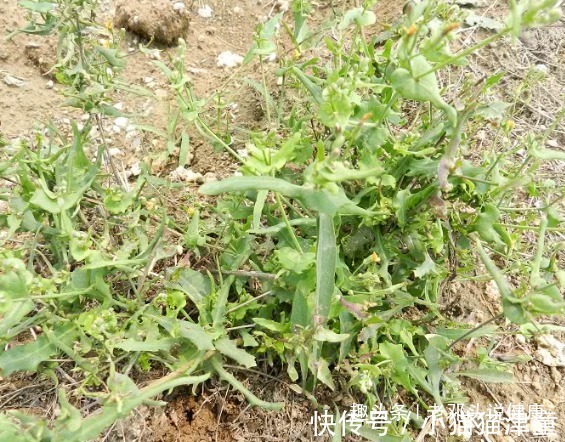 牙疼|立秋后,头疼、牙疼很难受,莫慌!常食此野菜,治疗头疼、牙疼