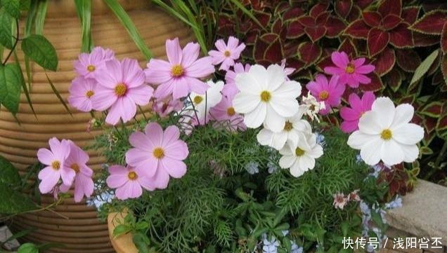 6种花,治蚊子,比蚊香还管用,夏天养10盆也不嫌多!