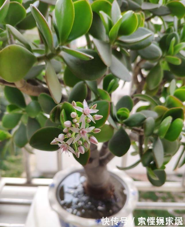 盆景|两种皮实好养的绿植,易扦插,姿态优美,变老桩盆景