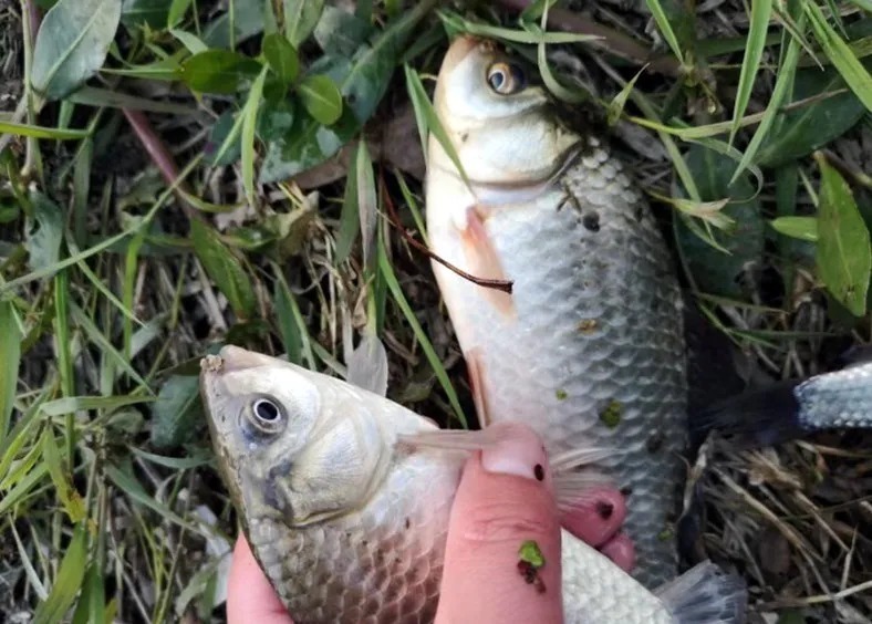 冬钓如何快速上鱼？学会这几招，鲫鱼比夏天还好钓