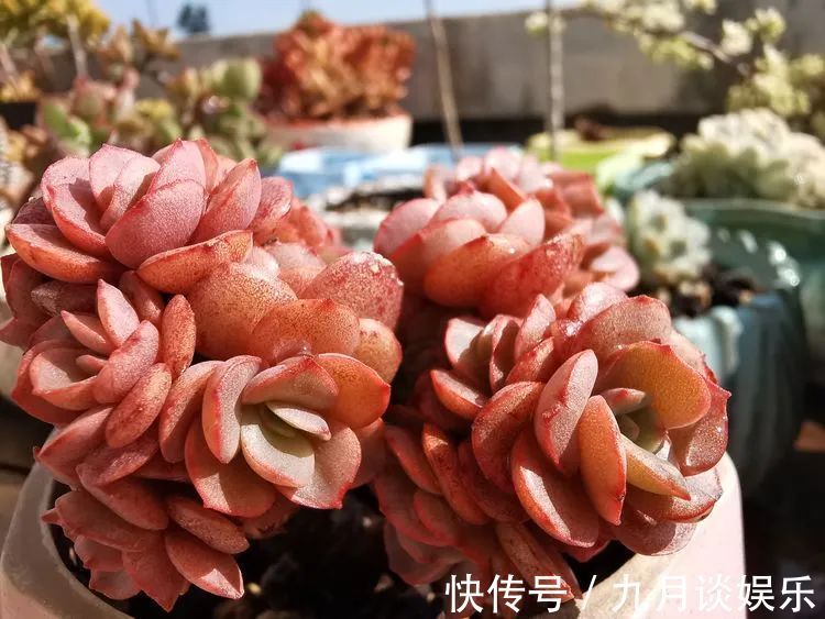 佛系养肉人生活明朗，多肉可爱，唯适者生存！