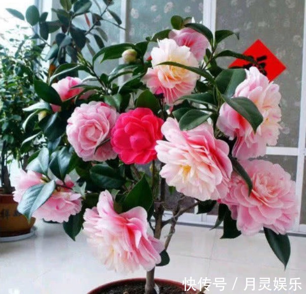 让“茶花”开花不断，1土壤2光照3施肥，关键点学会，1连开几个月