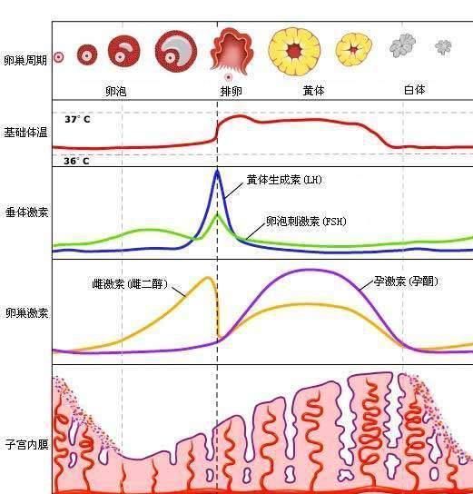 月经周期|胎心胎芽出现的时间，为何有早有晚？这3个原因很说明问题