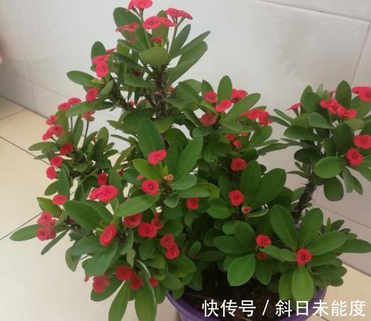 滴水观音|“3种花”不适合卧室养,如果家里有,要搬到阳台里,别忽视!