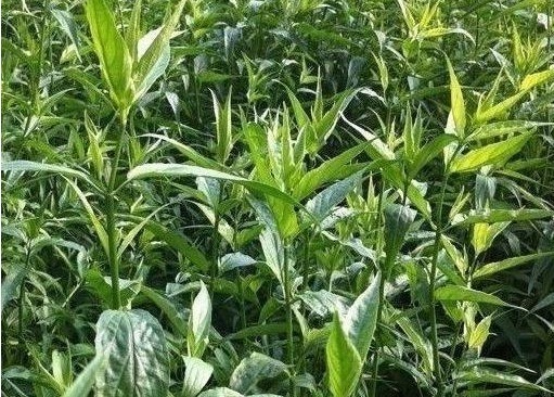 便秘|人到中年想长寿,要坚持常吃以下食物,补血改善气色,防止便秘