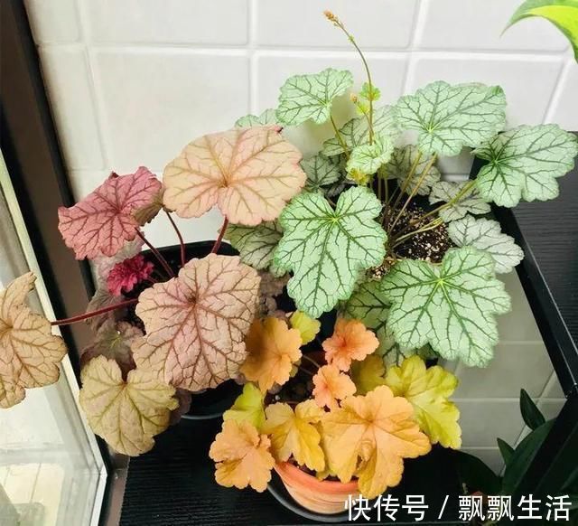 花友|她家从不养绿萝,就养4种“颜值花”,叶子比花还好看