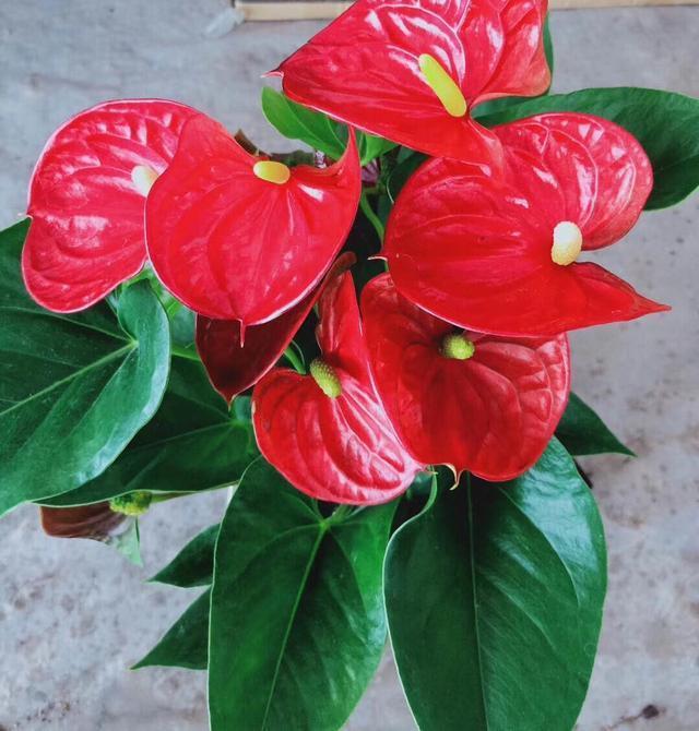 养红掌,5点“小技巧”,1盆养10年,花儿红彤彤,四季开花不断