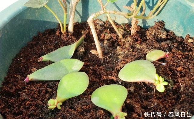 家里养4种花，叶子掉盆里，15天生根发芽，1盆能变20盆，好养活