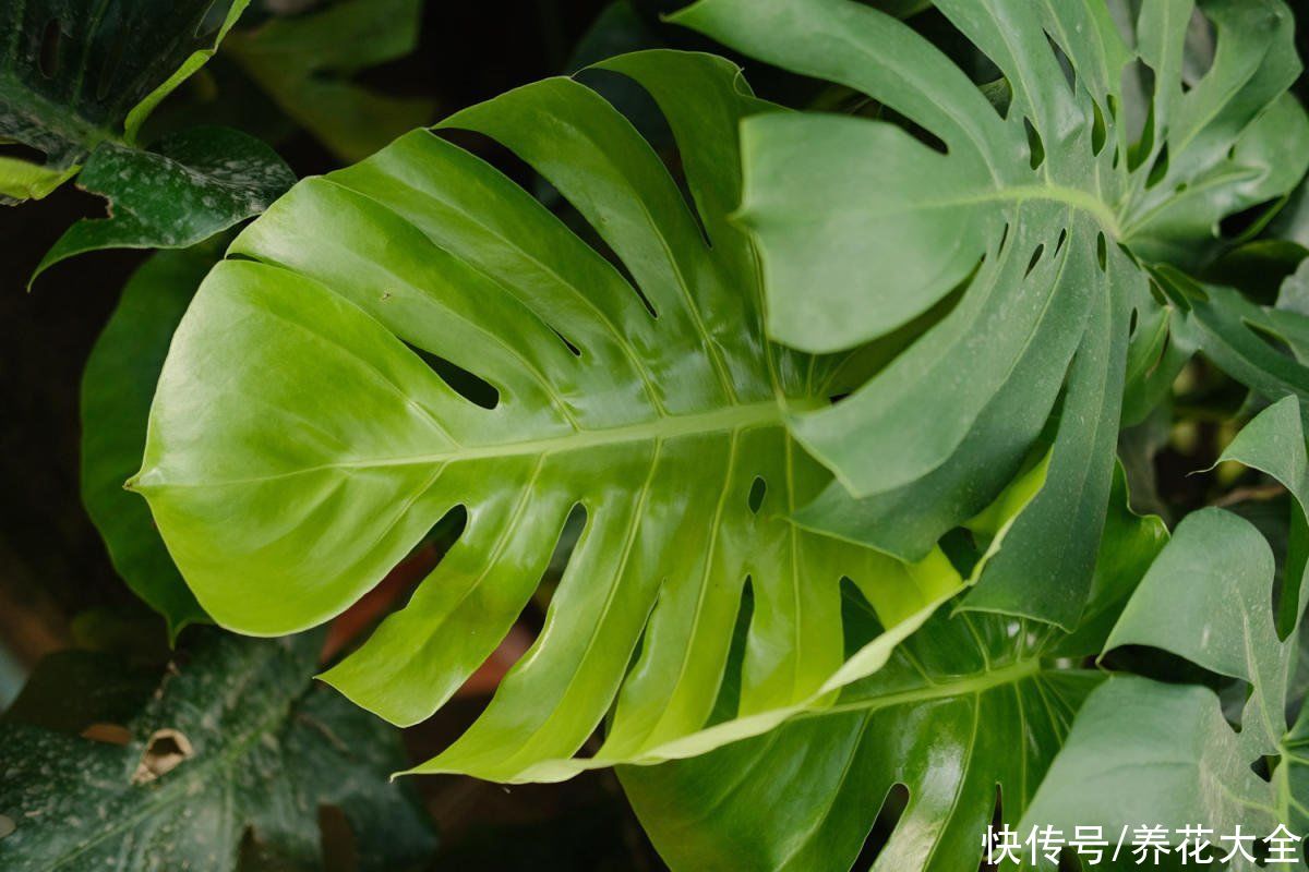 4种花各有各的特点，耐阴效果超强，北阳台也能养