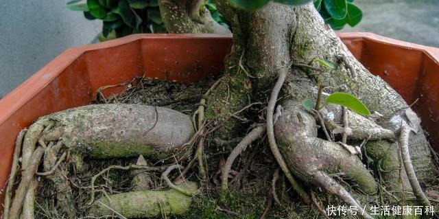 怎么让榕树盆景的根系快速变粗6种方法总有1种适合你，太棒了！