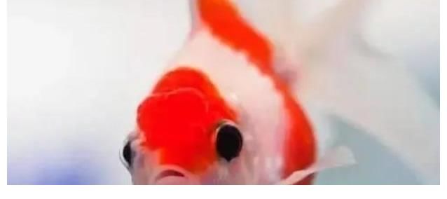 视锥细胞|4个你深信不疑的“常识”,其实都是错的?尤其第3个骗了不少人