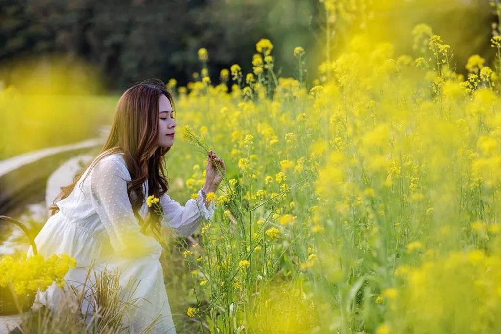 新兴这片盛开的油菜花海超美，快去打卡影靓相！