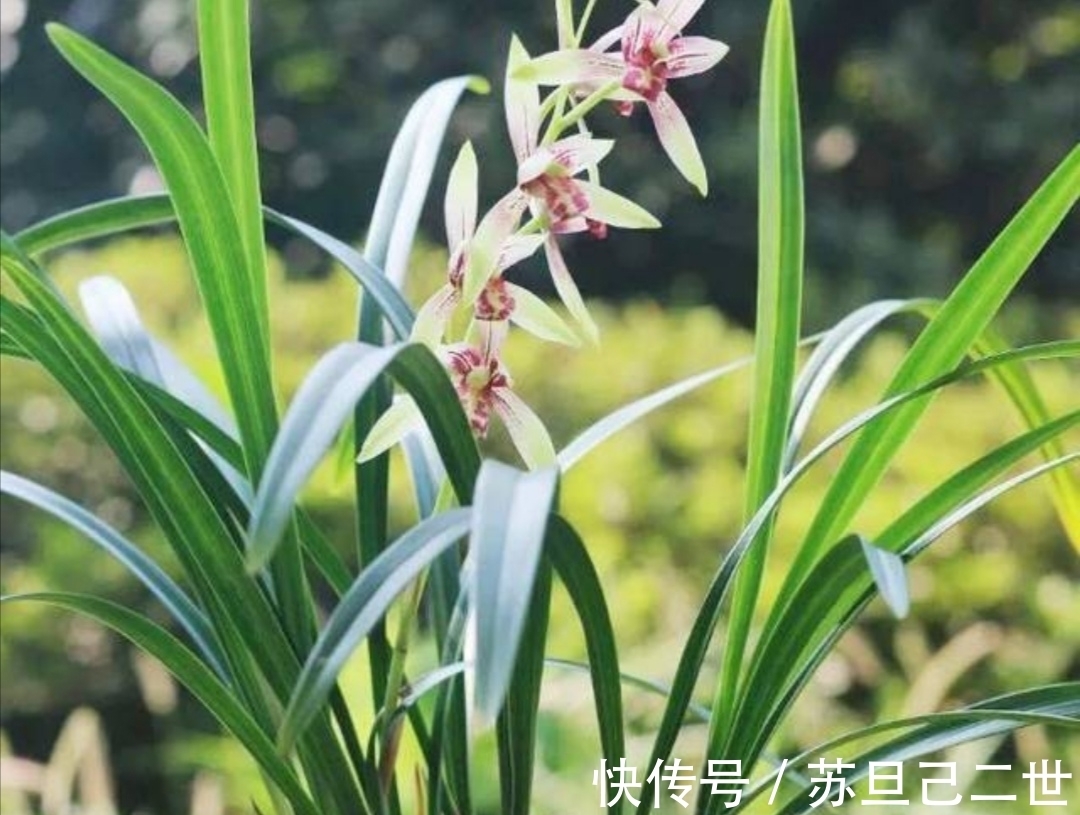 兰花养不好,植料没用对,用上4种小东西,长势茂盛