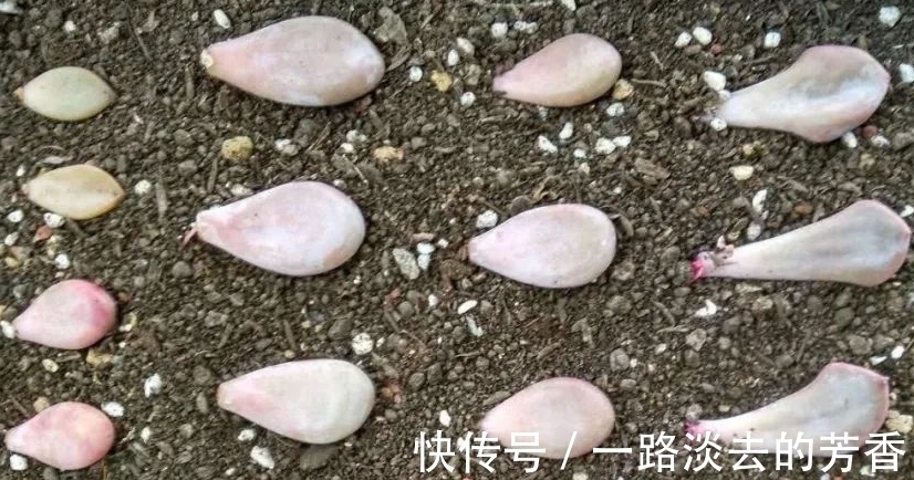 适宜|多肉叶插不生根,教你叶插五要素,10天就能长出小胡须