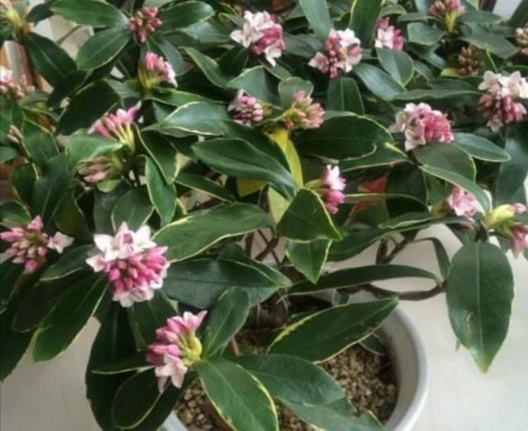 花型|养花就养这几款,全年开花不停,花开爆盆美如花,枝头窜满花苞