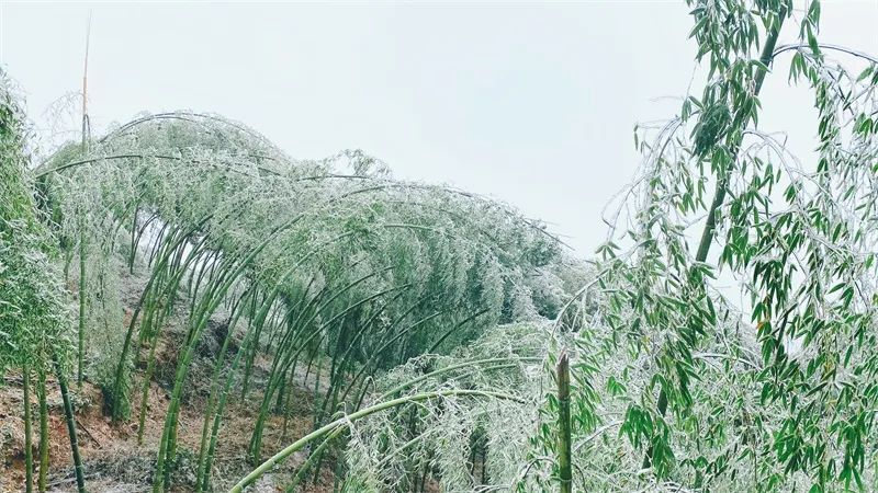 冰雪|绝美雪景！古蔺邀请你来体验“冰雪奇缘”