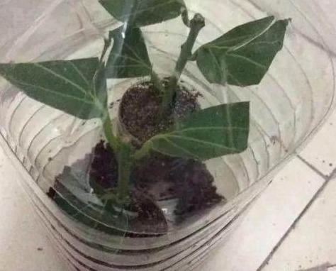 生根|元旦前,3种树赶紧掐一枝插土里,10天大白根呼呼冒!