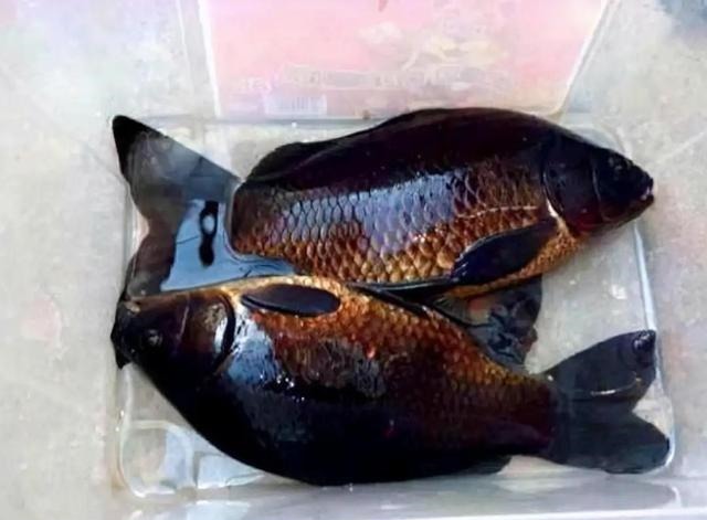 物种|钓获罕见鲫鱼被劝放生:劝放生的大爷,您知道它是什么鱼吗?