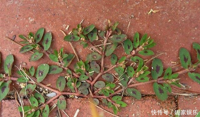  地锦草|马齿笕的“孪生兄弟”，人称“血见愁”，止血不留疤，你见过吗