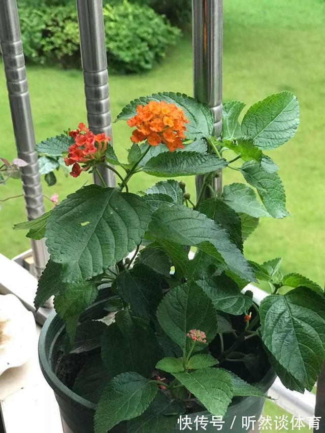 有毒花|8种常见“有毒花”，小心误买回家，家里有小孩要谨慎，安全第一