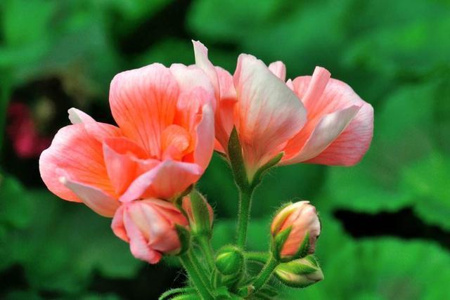 家庭养花,栽培技巧“注意事项”有不少,了解到位养得更好!