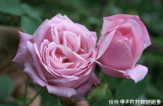 25个拥有中国血统的波旁月季。花朵超大个个丰花,还能爬藤做花墙