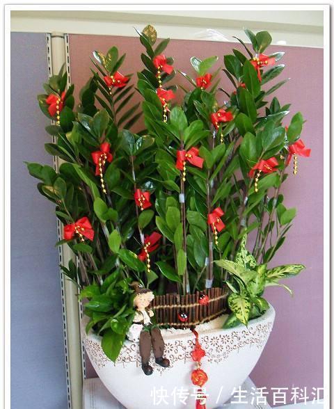 好运|家养金钱树,好运天天来,金钱树养开花,明年就要发财啦