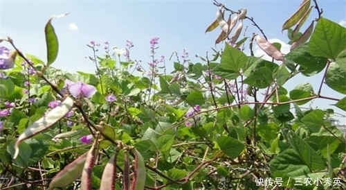 扁豆的种植技巧视频