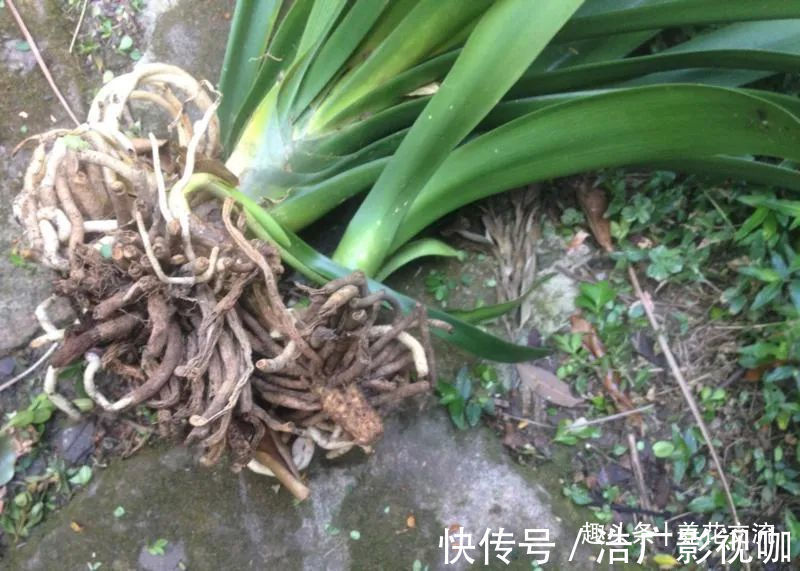 烂根|为啥很多朋友在家里养不好君子兰，有可能一开始就买错了