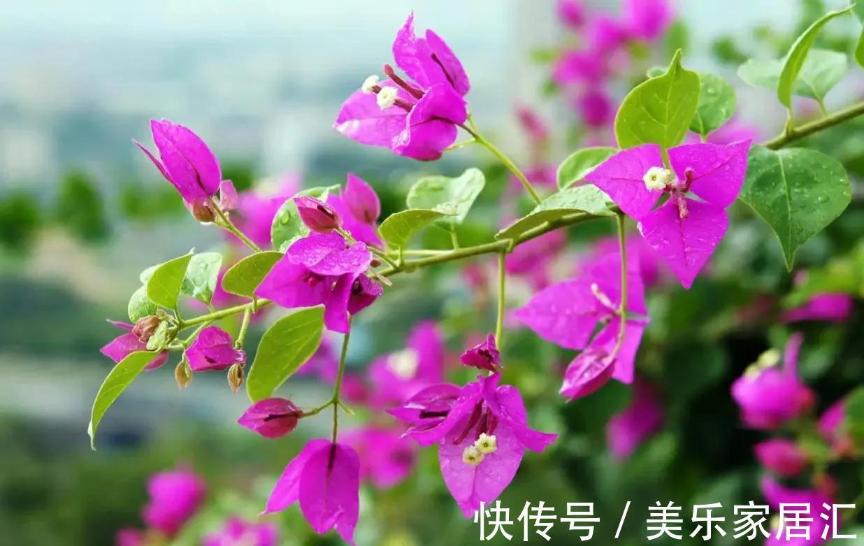 有个爱养花媳妇，让人欢喜让人忧，半年时间，家底都败完了