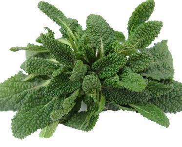 蛤蟆草|提个醒在路边遇见这种野草,一定要拔回家,现在知道还不晚