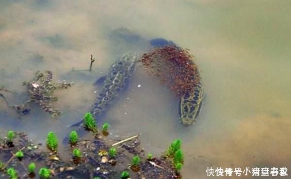 黑鱼|不会钓黑鱼试试民间的这种“野路子”，黑鱼没那么难钓