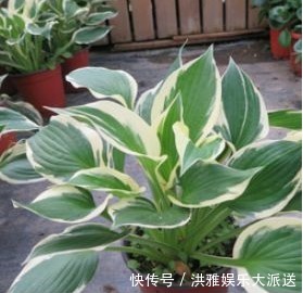 叶片|夏季养花容易死！教你以下四个小窍门，花开爆盆，不用愁