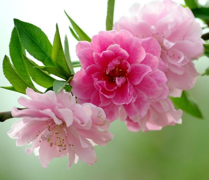 此花婀娜多姿,色彩绚丽丰富的花朵令人目不转睛,其具有消恨之意