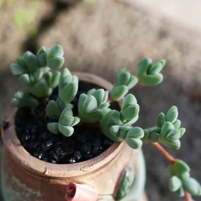 多肉出现“2种状况”，不要等、不要拖，越快“换盆”越好