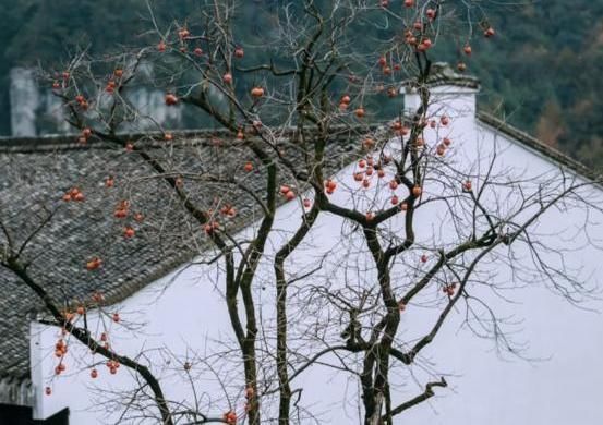 老房子|拥有600年历史的古村，却藏在深山里面。但是一到秋天就火了！