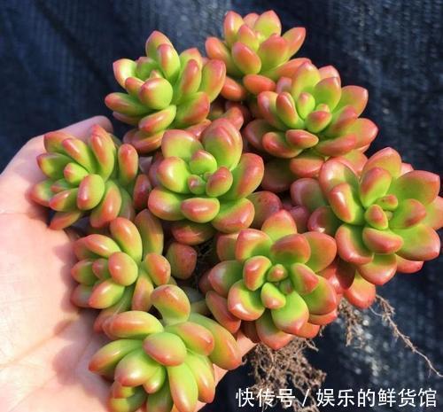 公认香味浓郁的4款多肉植物,你若一盆没养过,那就太可惜了!