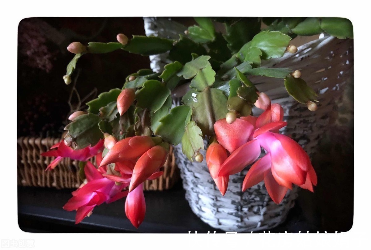 “馋嘴”的蟹爪兰,就喜欢2种酸,浇1点蹭蹭长,花期早开花多