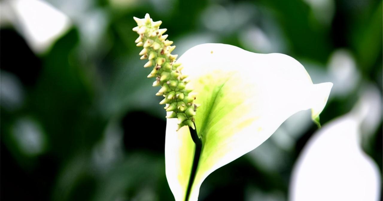 这4种植物最适合家养，净化环境的能力一流，还不知道就亏大了